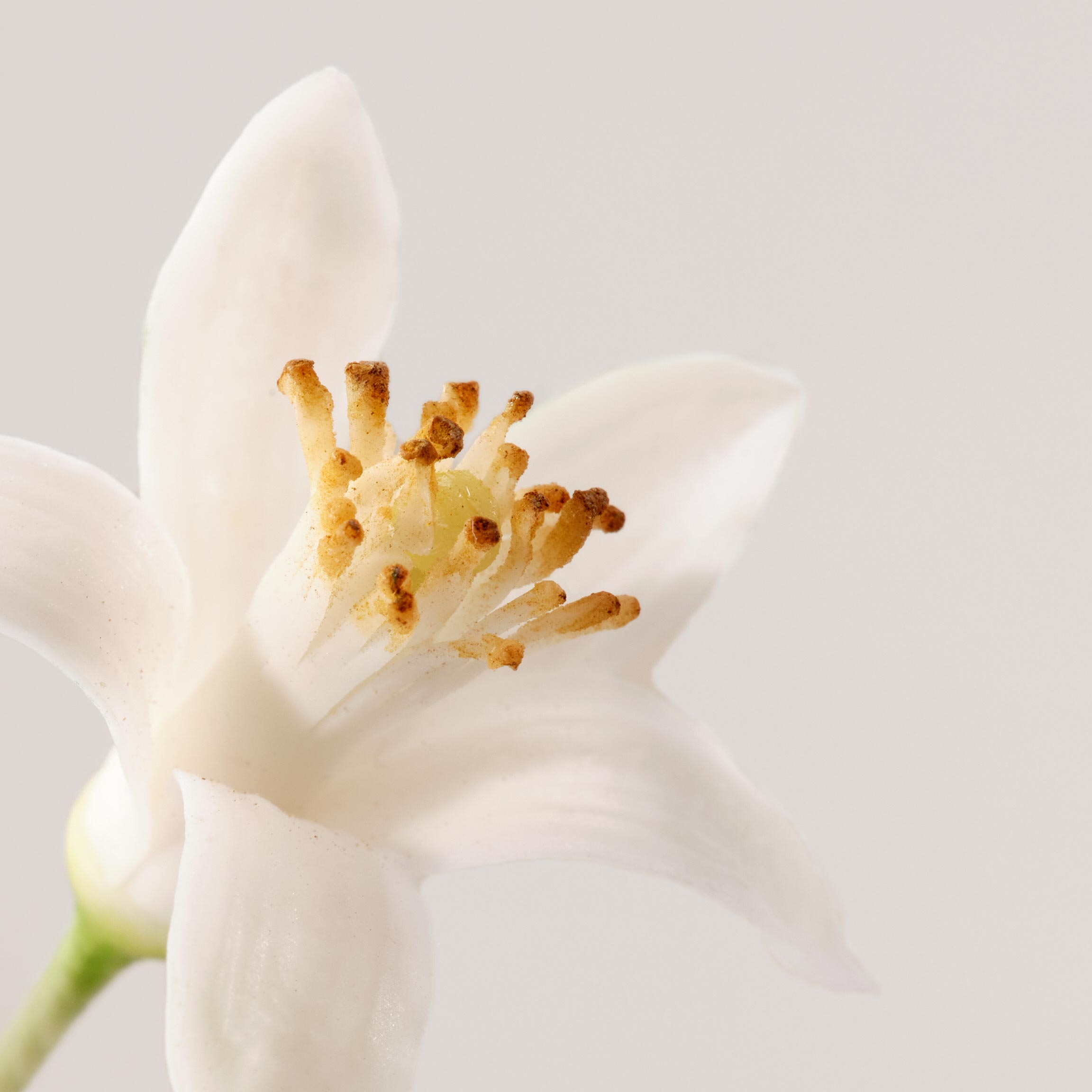 Radiance-Boosting Toning Lotion