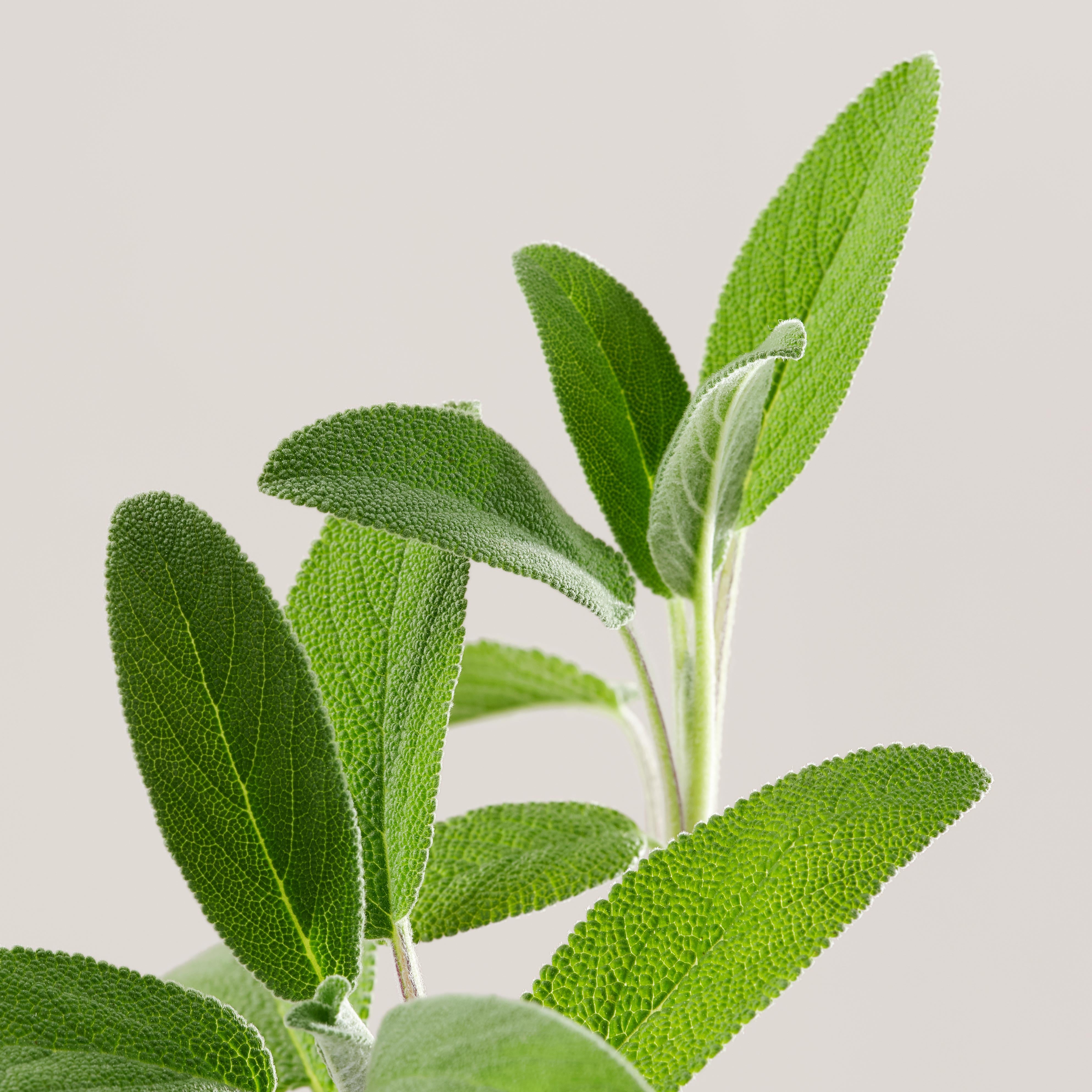 Shampooing doux biome-friendly