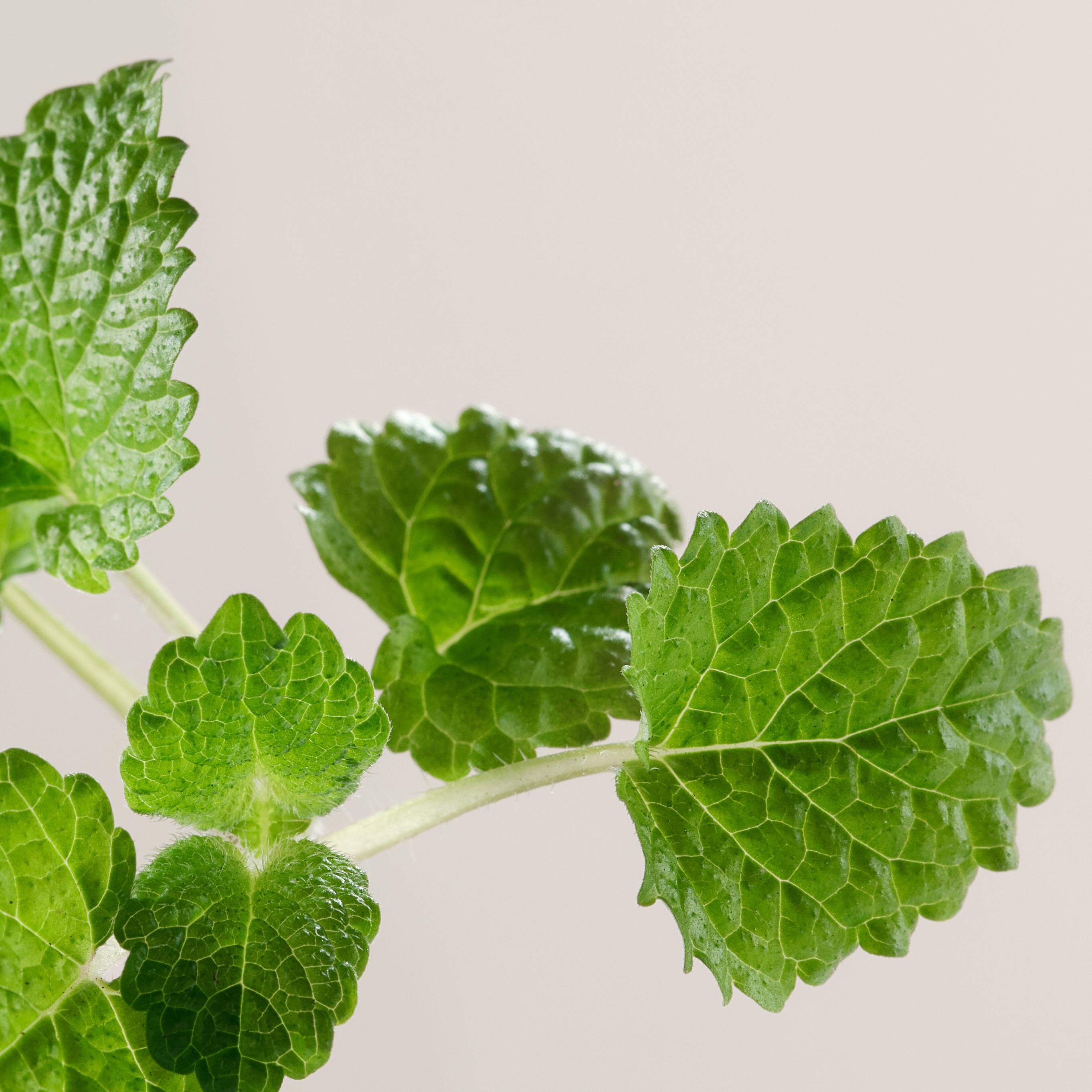 Stick gommant purifiant
