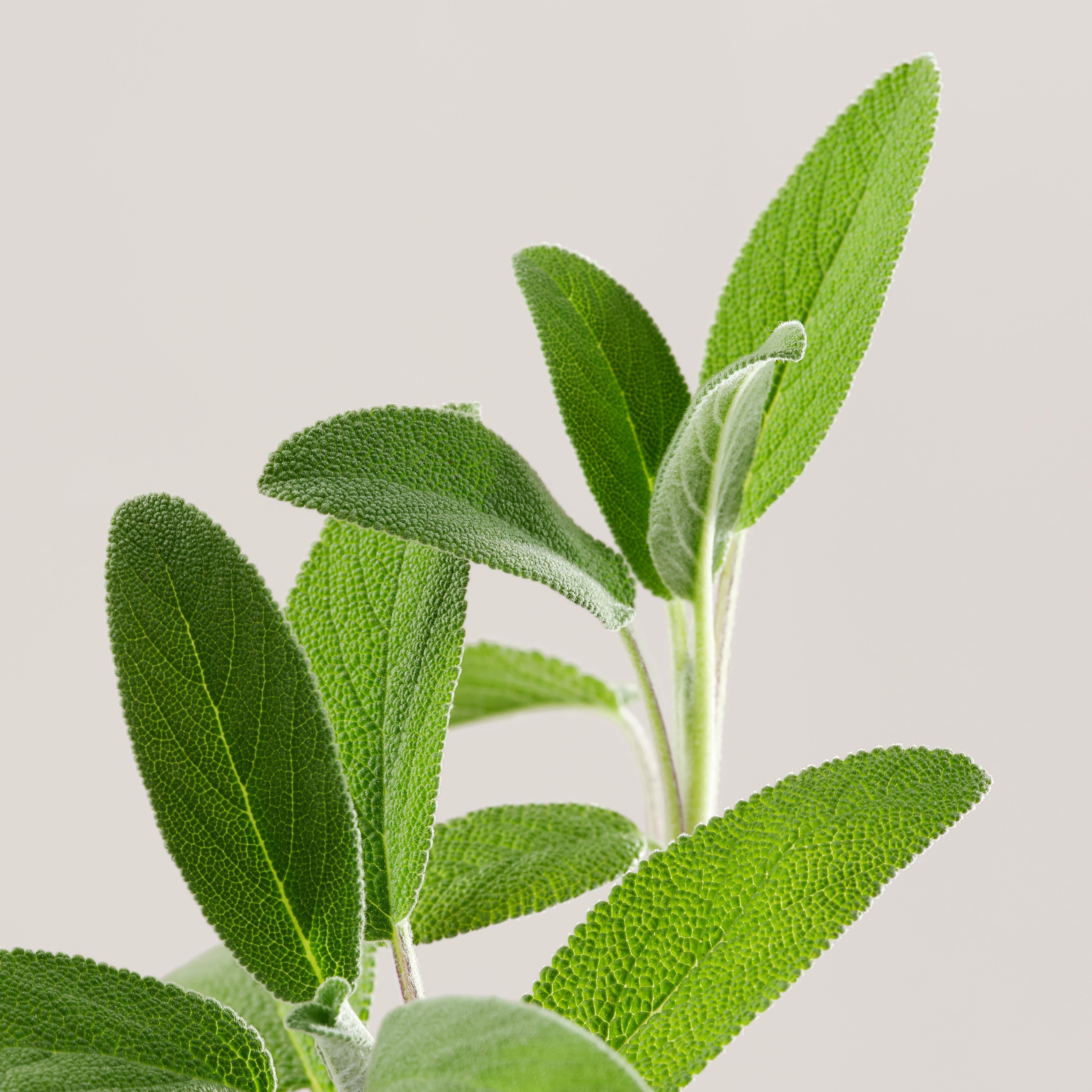 24h Freshness Roll-On Deodorant